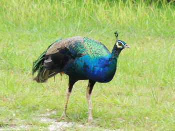 Close-up of a peacock