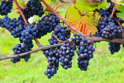 Close-up of grapes growing on tree