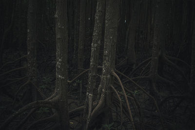 View of tree trunks in forest