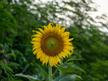 Close-up of sunflower on plant