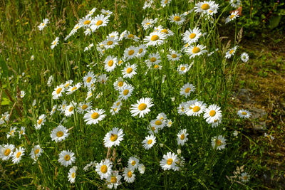 High angle view of daisies on field