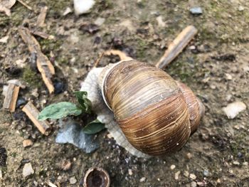 Close-up of snail on land