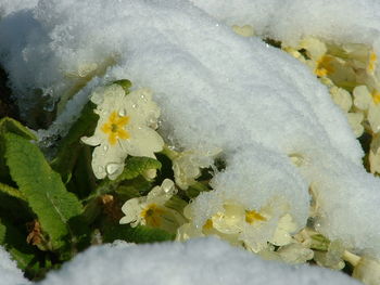 Close-up of white flowers in water