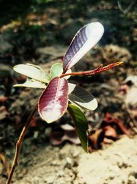 Close-up of leaves on plant during rainy season