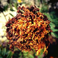 Close-up of dry plant