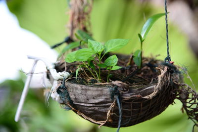 Close-up of lizard on plant