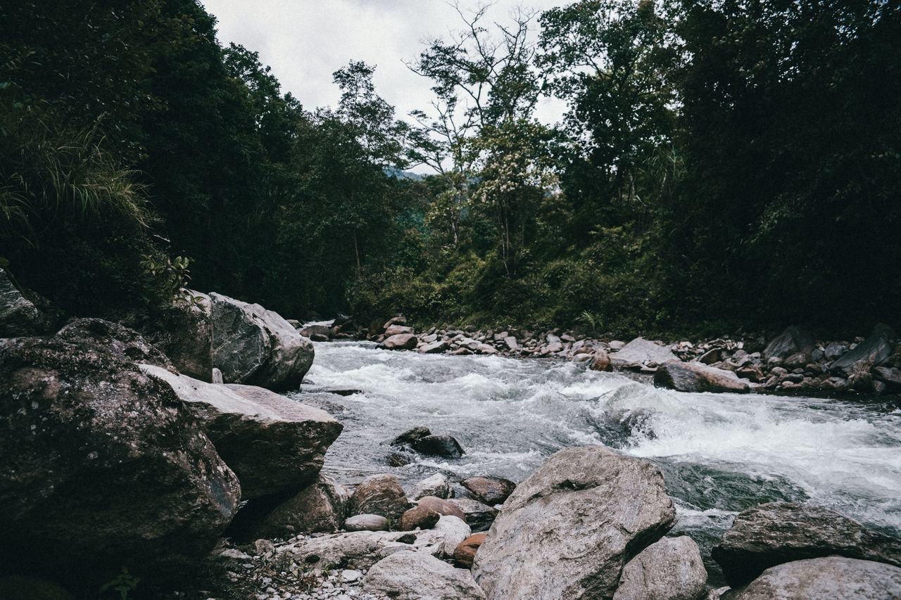 SCENIC VIEW OF RIVER STREAM IN FOREST