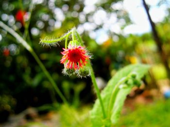 Close-up of flowers blooming outdoors