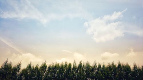 Plants growing on field against sky