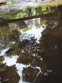 Reflection of trees in lake