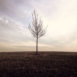 Bare trees against sky