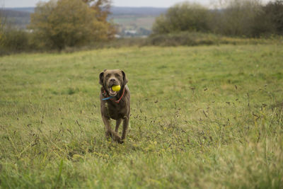 Portrait of dog on field