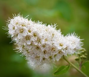 Close-up of white flowering plant
