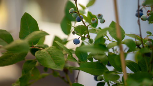 Close-up of berries growing on plant