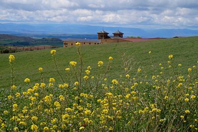 Yellow flowering plants on field against sky