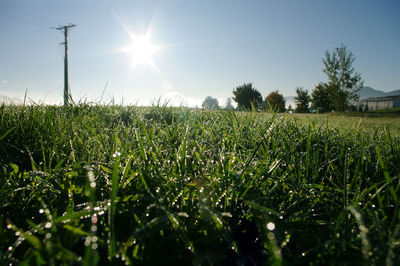 Scenic view of grassy field against bright sun