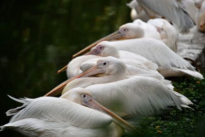 Close-up of pelican