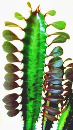 Close-up of cactus plant