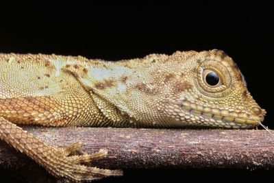 Close-up of lizard