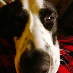 Close-up portrait of dog