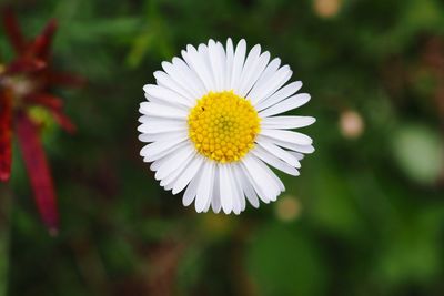 Close-up of white flower blooming outdoors
