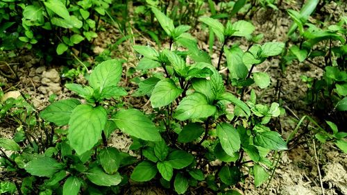 Close-up of plants growing on field