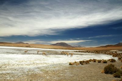 Guanacos on field against sky