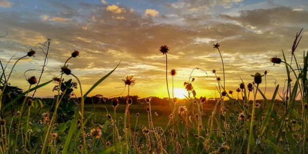 Plants on field against sky during sunset