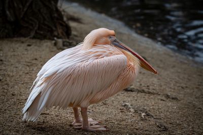 Close-up of pelican standing