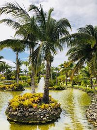 Palm trees by plants against sky