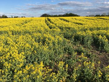 Scenic view of oilseed rape field against sky