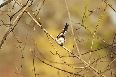 Close-up of bird on branch