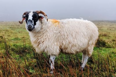 Sheep standing in a field