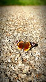 Close-up of insect on ground