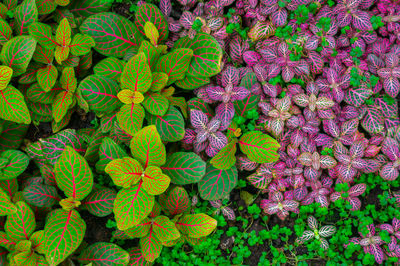 High angle view of flowering plants