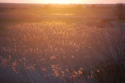 Scenic view of wheat field against sky at sunset