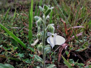 Close-up of plant