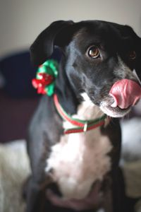 Close-up portrait of dog