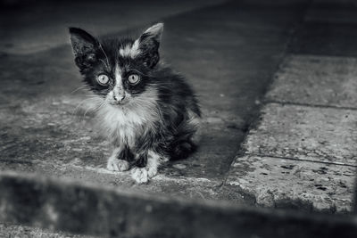 Portrait of cat sitting on footpath