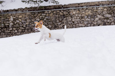 White dog running on snow covered field