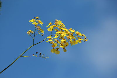 Low angle view of tree against clear sky