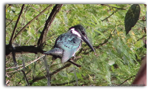 Close-up of bird perching on a tree