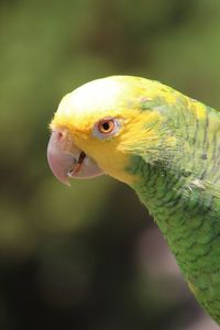 Close-up of parrot