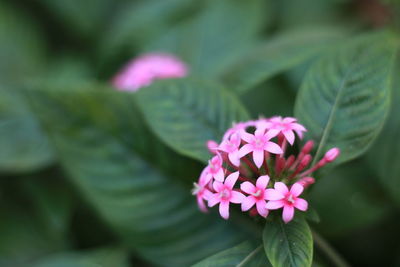 Close-up of pink flower blooming outdoors