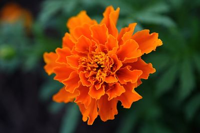 Close-up of orange marigold flower