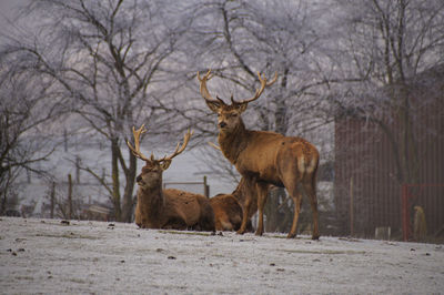 View of deer on snow covered land