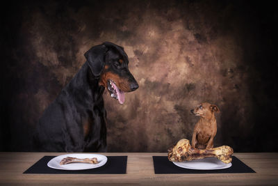 Digital composite image of a dog