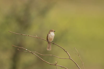 Close-up of bird perching on branch