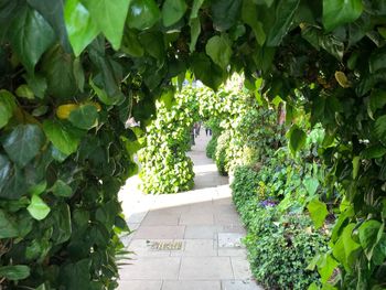 Ivy growing on footpath in park