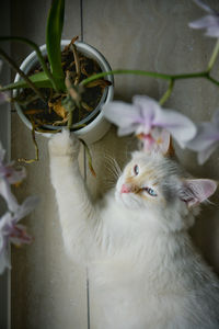 Close-up of a cat drinking water